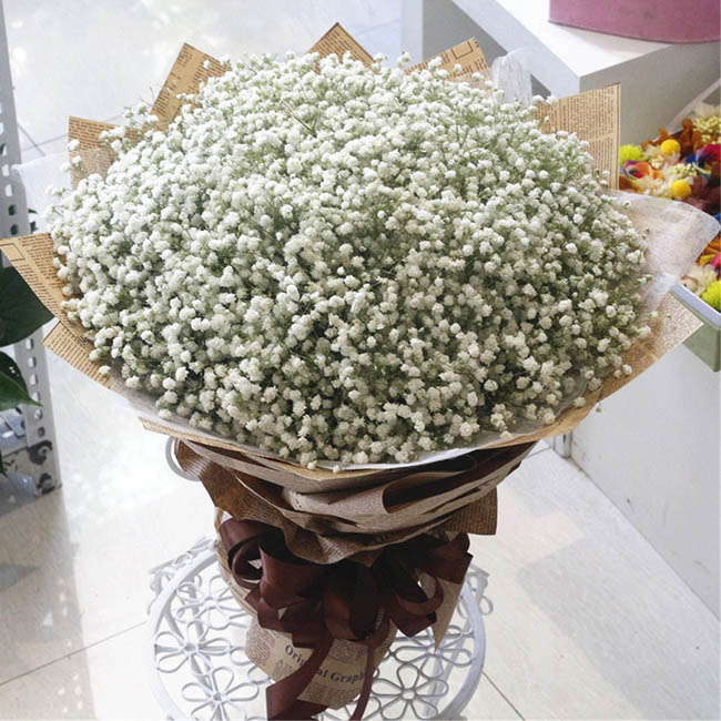 鲜花图片