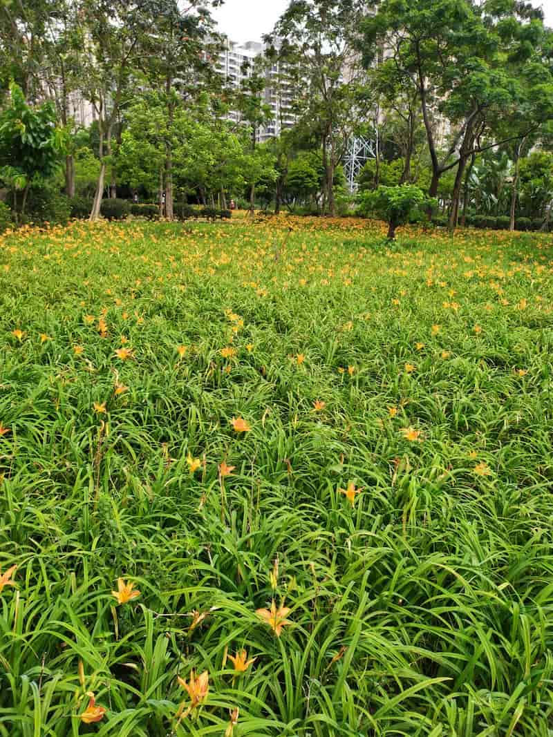 关于萱草的培养方式